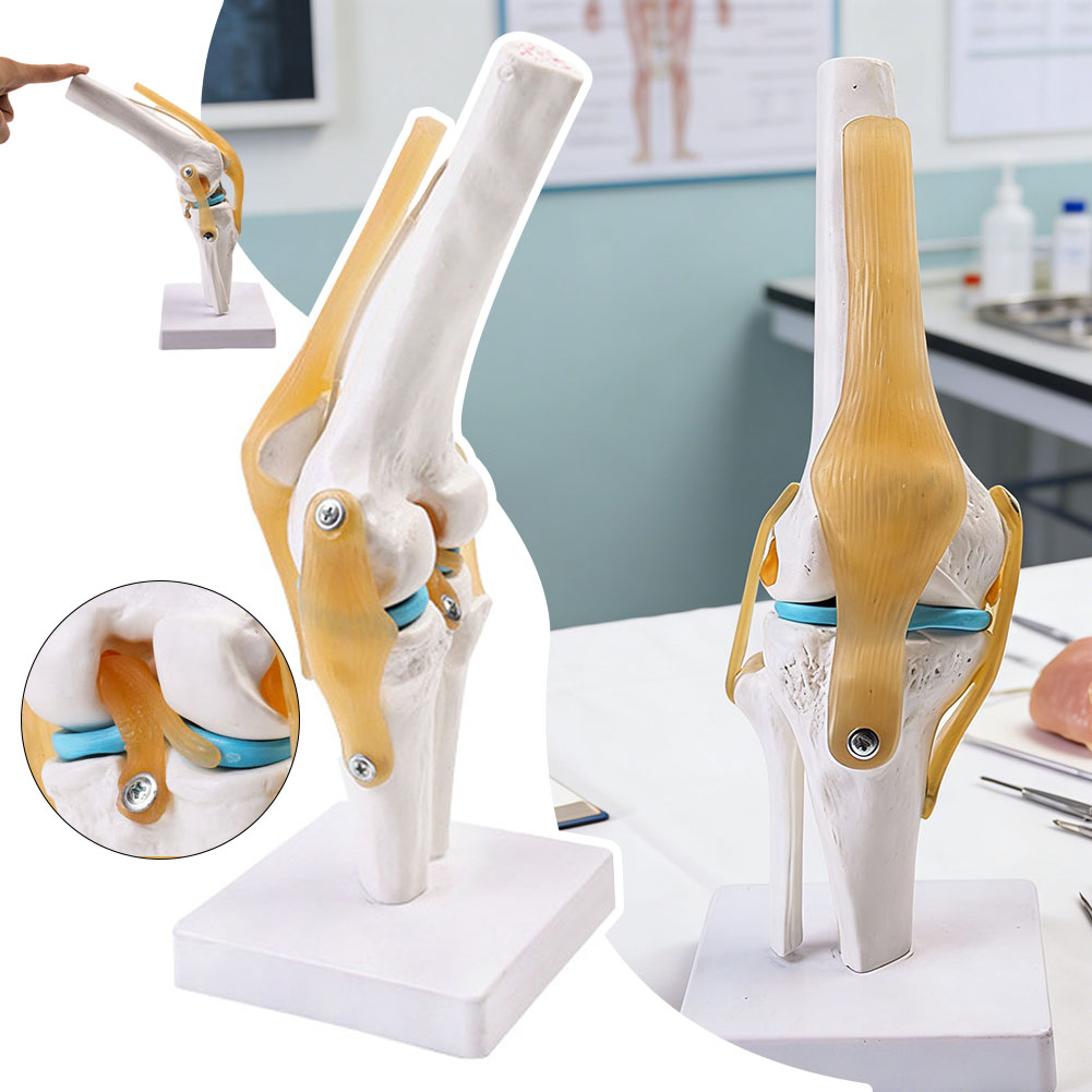 Science Hobbyist - Modelo médico anatmico de articulacin de