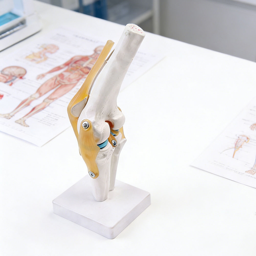 Modelo médico anatmico de arti - Science Hobbyist reseña y precio