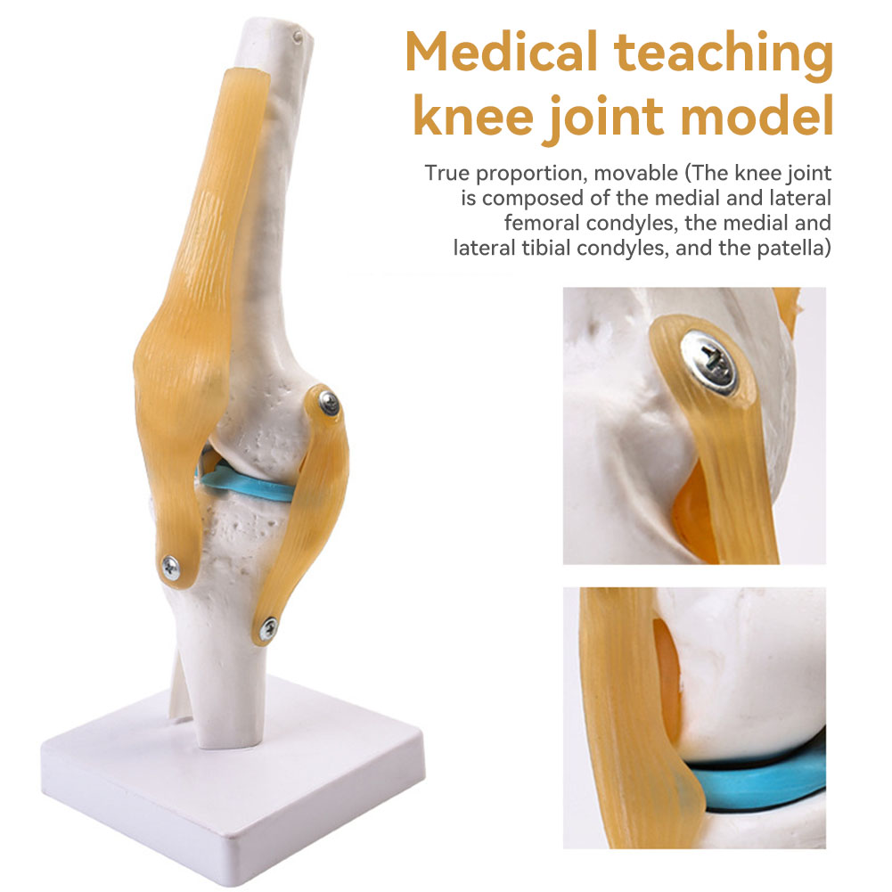 Modelo médico anatmico de arti - Science Hobbyist reseña y precio
